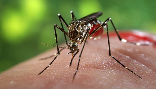 Você está visualizando atualmente Turismo alerta prestadores sobre enfrentamento ao Aedes aegypti