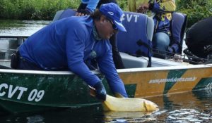 Leia mais sobre o artigo Corumbá abre temporada do pesque-solte com alta procura por pacotes
