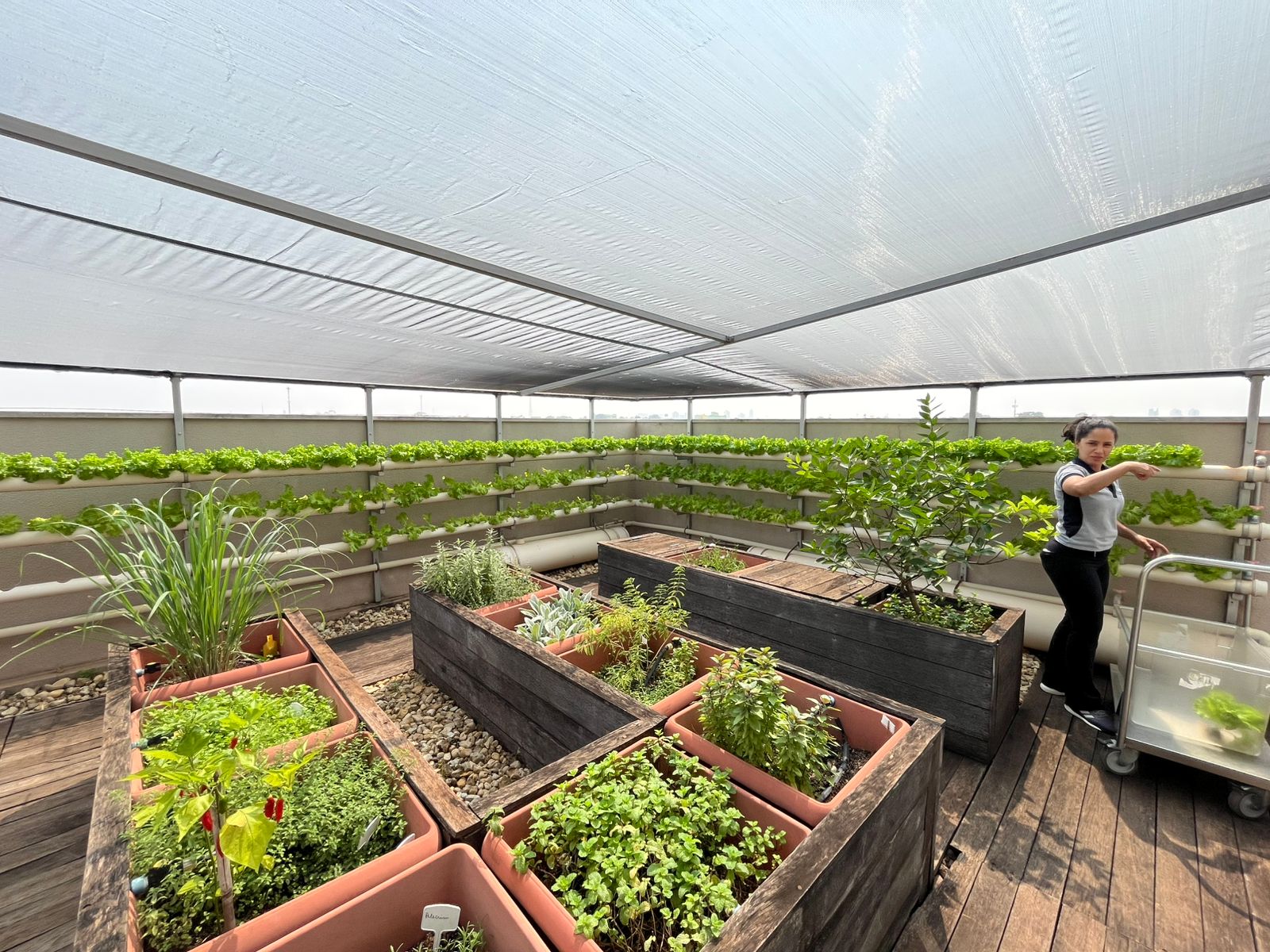 Você está visualizando atualmente Sustentabilidade na prática: horta do Senac abastece restaurante e escola